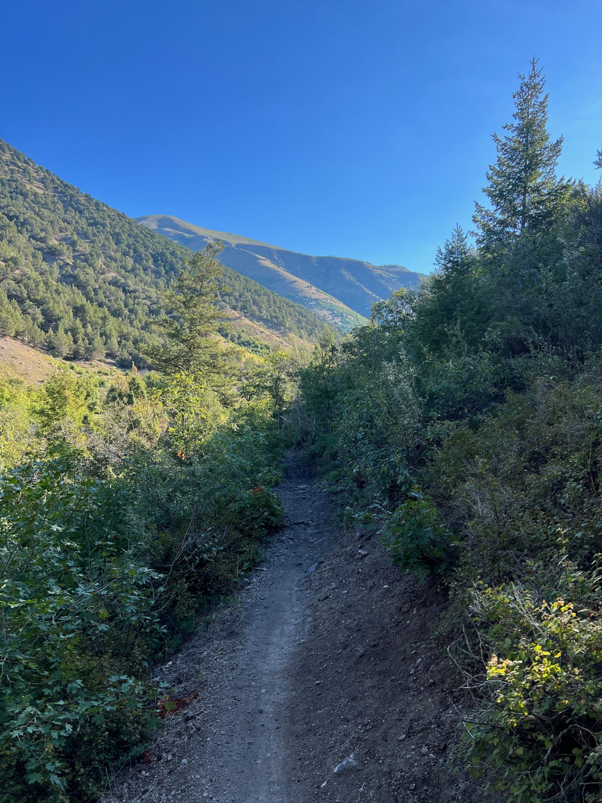 RIP Ripley (rear shifter) The Bike Crank