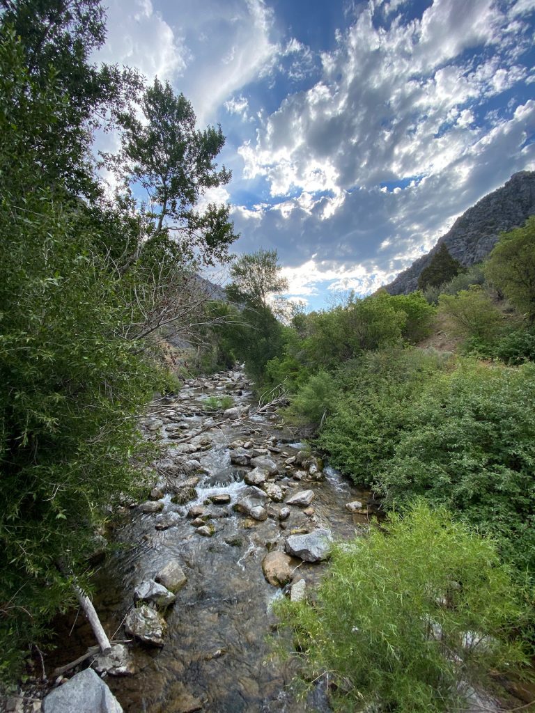 The Logan River surrounded by trees and brush with white clouds lit by the eastern sun
