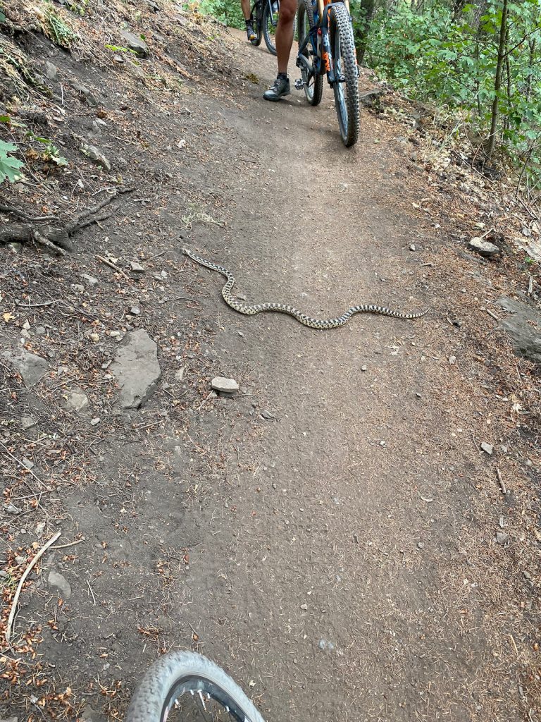 Blow snake on the River Trail in Logan Canyon