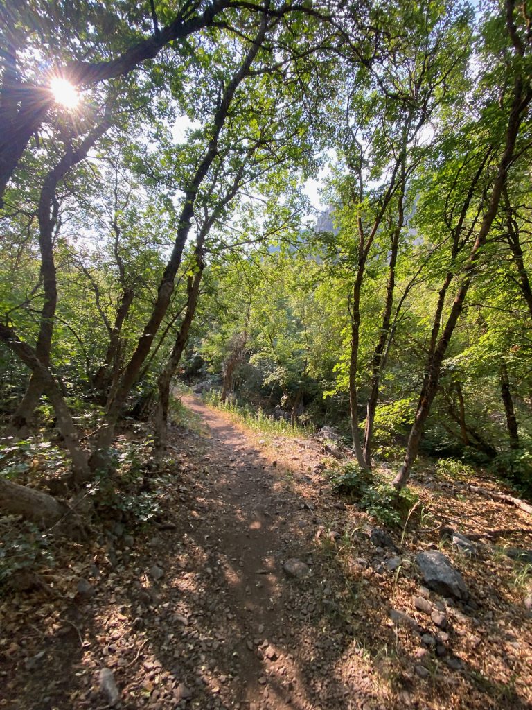 Single track mountain bike trail, Providence Canyon. Trees with the sun shining above.