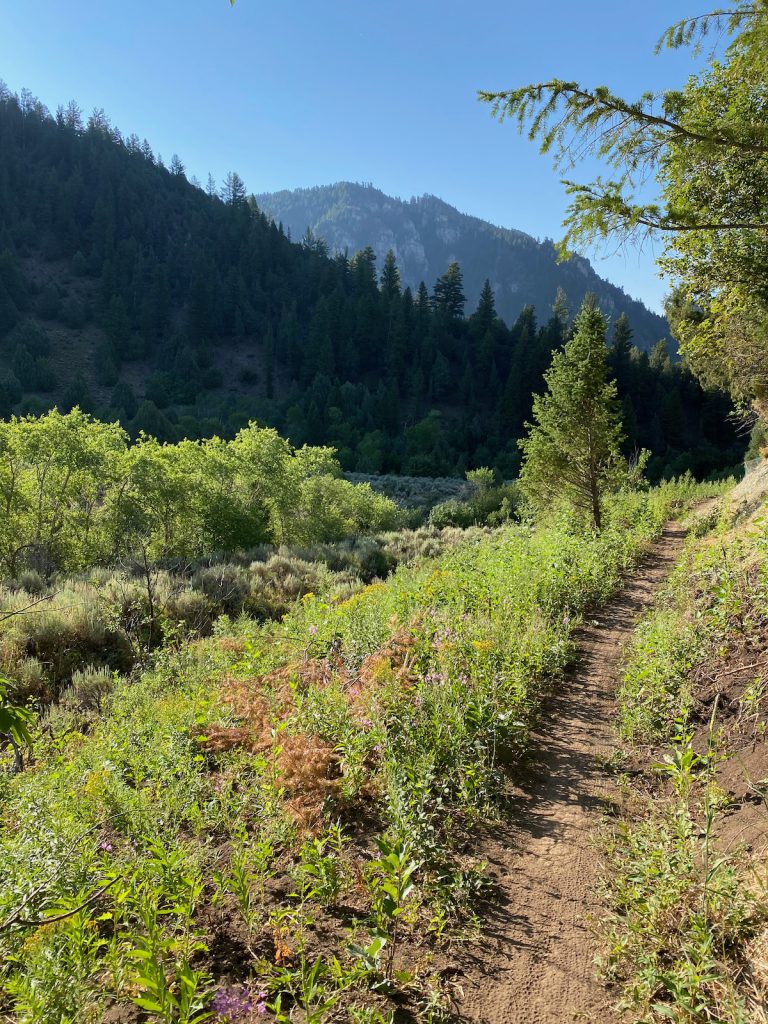 Juniper Jardine trail with mountains in the background.