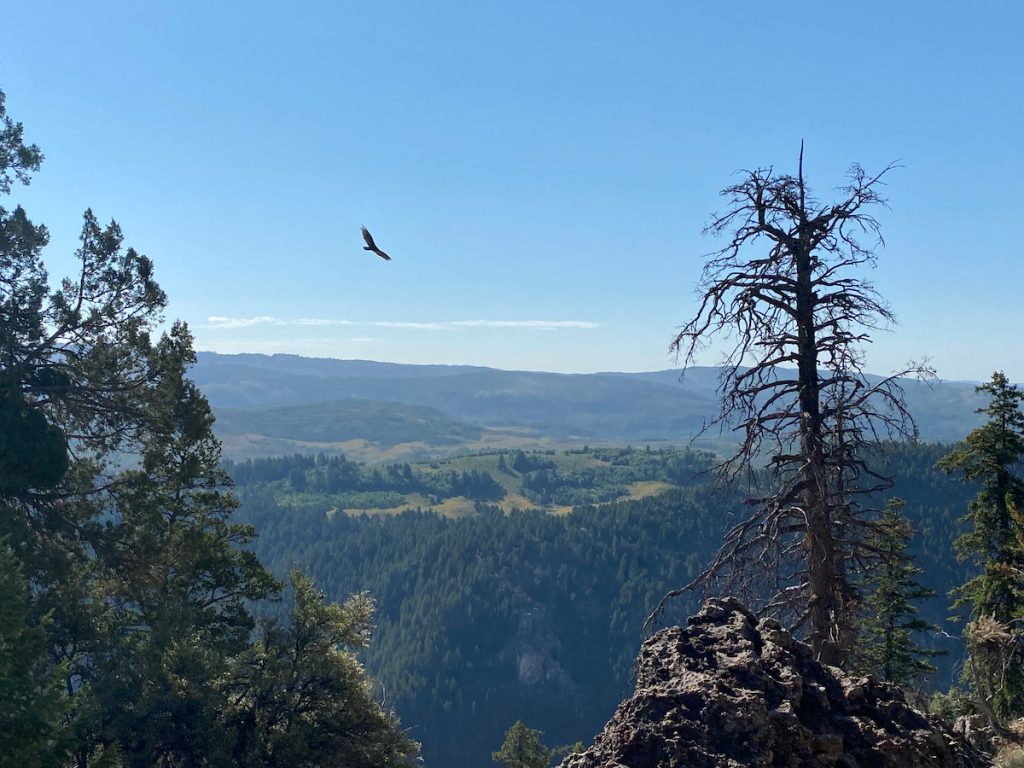 Hawk in the air above Logan Canyon
