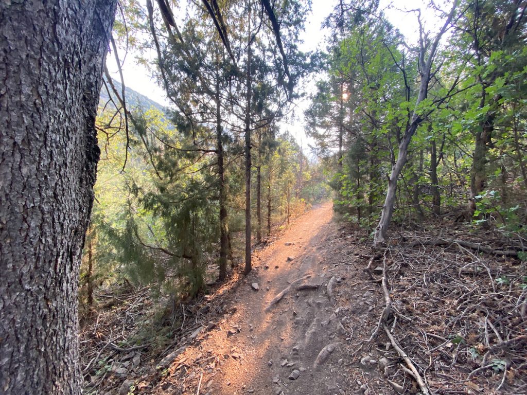 Beautiful forest trail in the orange glow of a smoke filled morning.