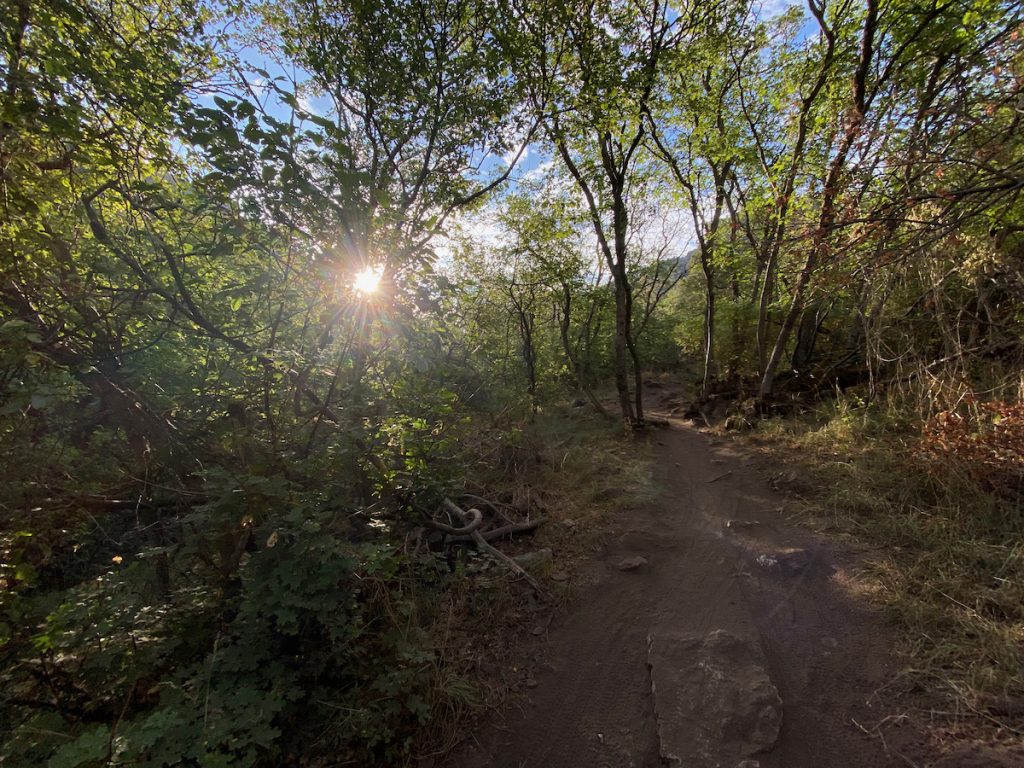 Morning sun peaking through the trees in Providence Canyon