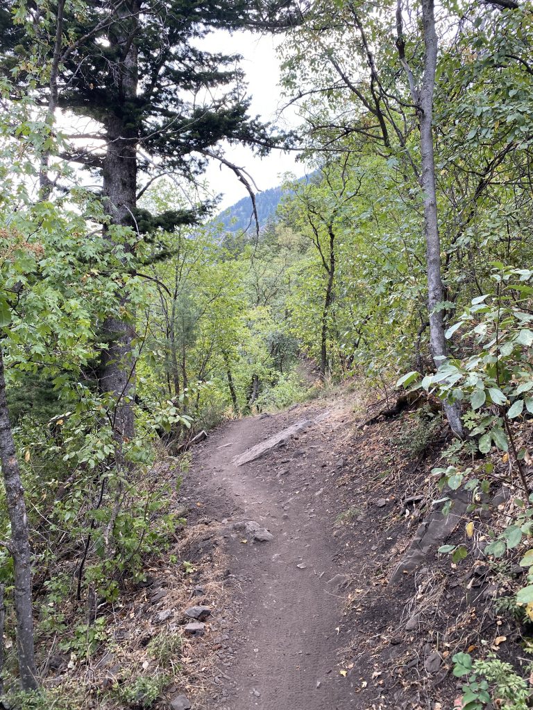 Providence Canyon trail. Trees in the background with a beautiful dirt trail ready for riding