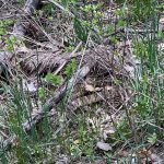 A rattlesnake hidding in the grass