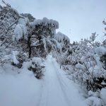Winter fat bike trail in Providence Canyon