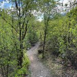 Providence Canyon trail springtime with green trees.