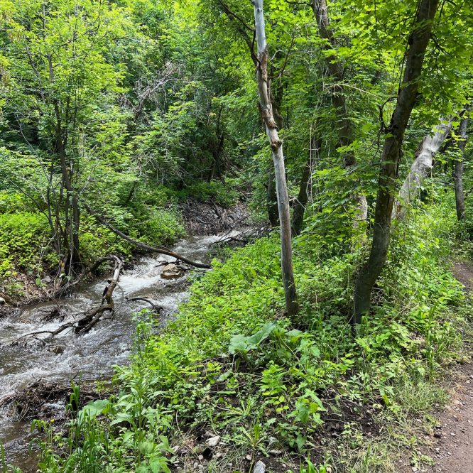 Creek next to Providence Canyon Trail