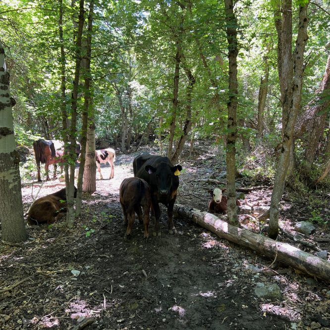 Cows destroying Providence Canyon trails
