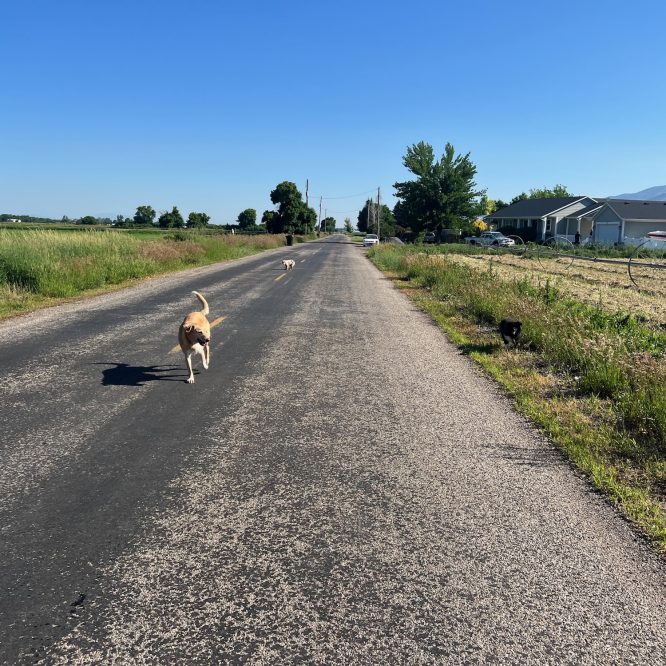 Dogs walking down the road