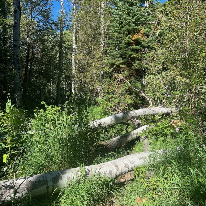 Downed trees on Green Canyon trail