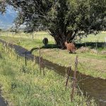 llamas walking along a ditch