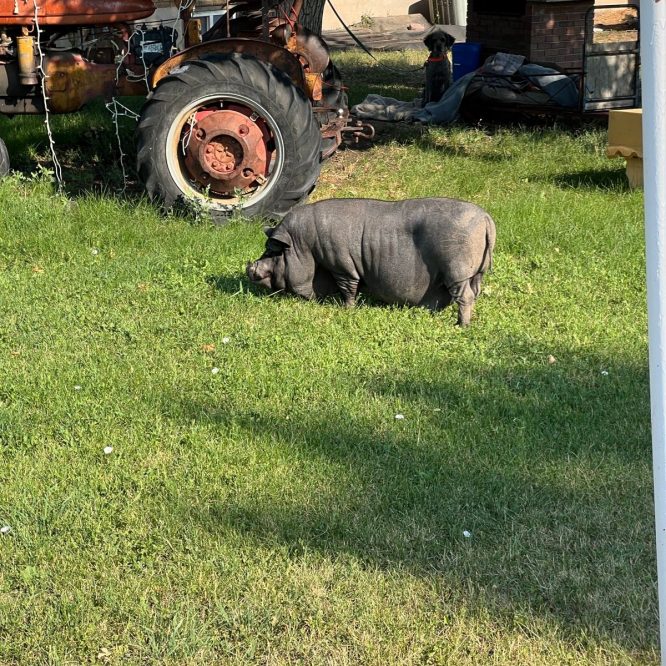 Pig in the front yard