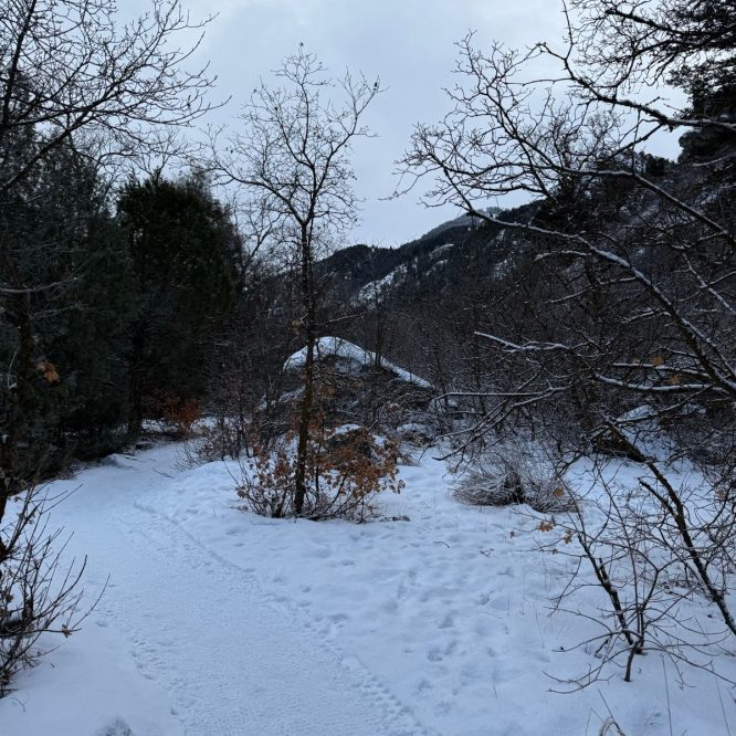 A snowy pathway winds through a forested area in Providence Canyon, Utah. Bare trees stand on either side of the path, leading to snow-covered hills in the background under a cloudy sky.