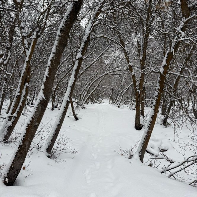 Snow-covered pathway through a forest of bare trees, with footprints leading into the distance. The scene is quiet and serene, surrounded by a blanket of snow.