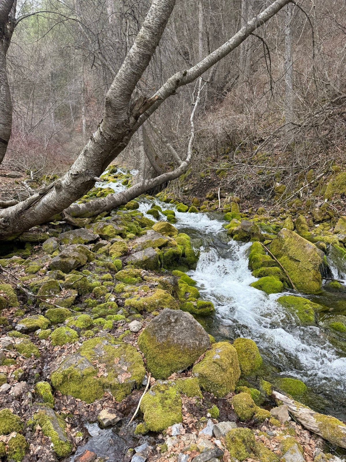 A narrow stream flows over moss-covered rocks in a wooded area, with bare trees and brown foliage visible in the background. The scene is tranquil and lush, capturing the natural beauty of Paradise, Utah.
