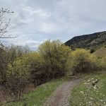 A dirt path winds through the trees in Providence Canyon, Utah, with new green foliage on the bushes. The scenery includes rolling hills in the background under a cloudy sky.