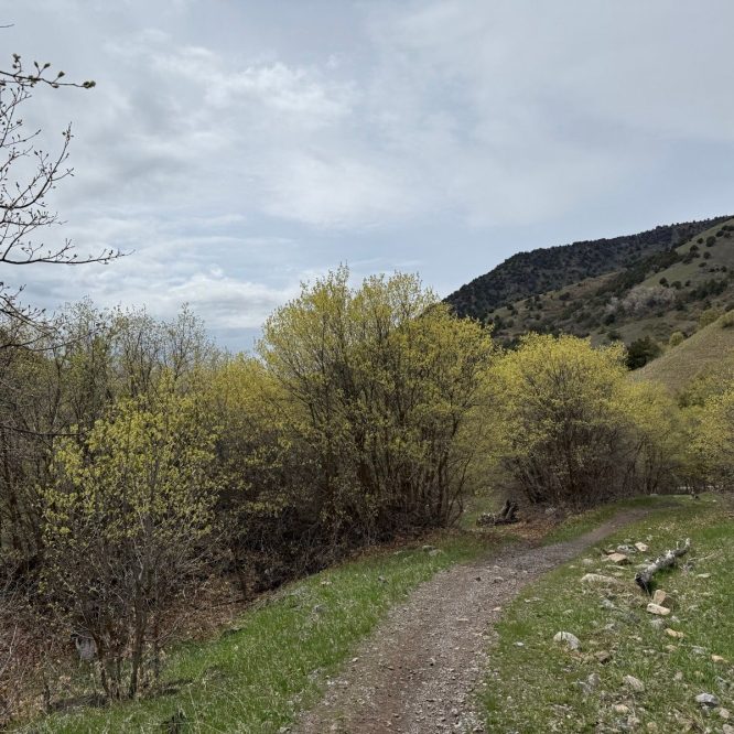 A dirt path winds through the trees in Providence Canyon, Utah, with new green foliage on the bushes. The scenery includes rolling hills in the background under a cloudy sky.