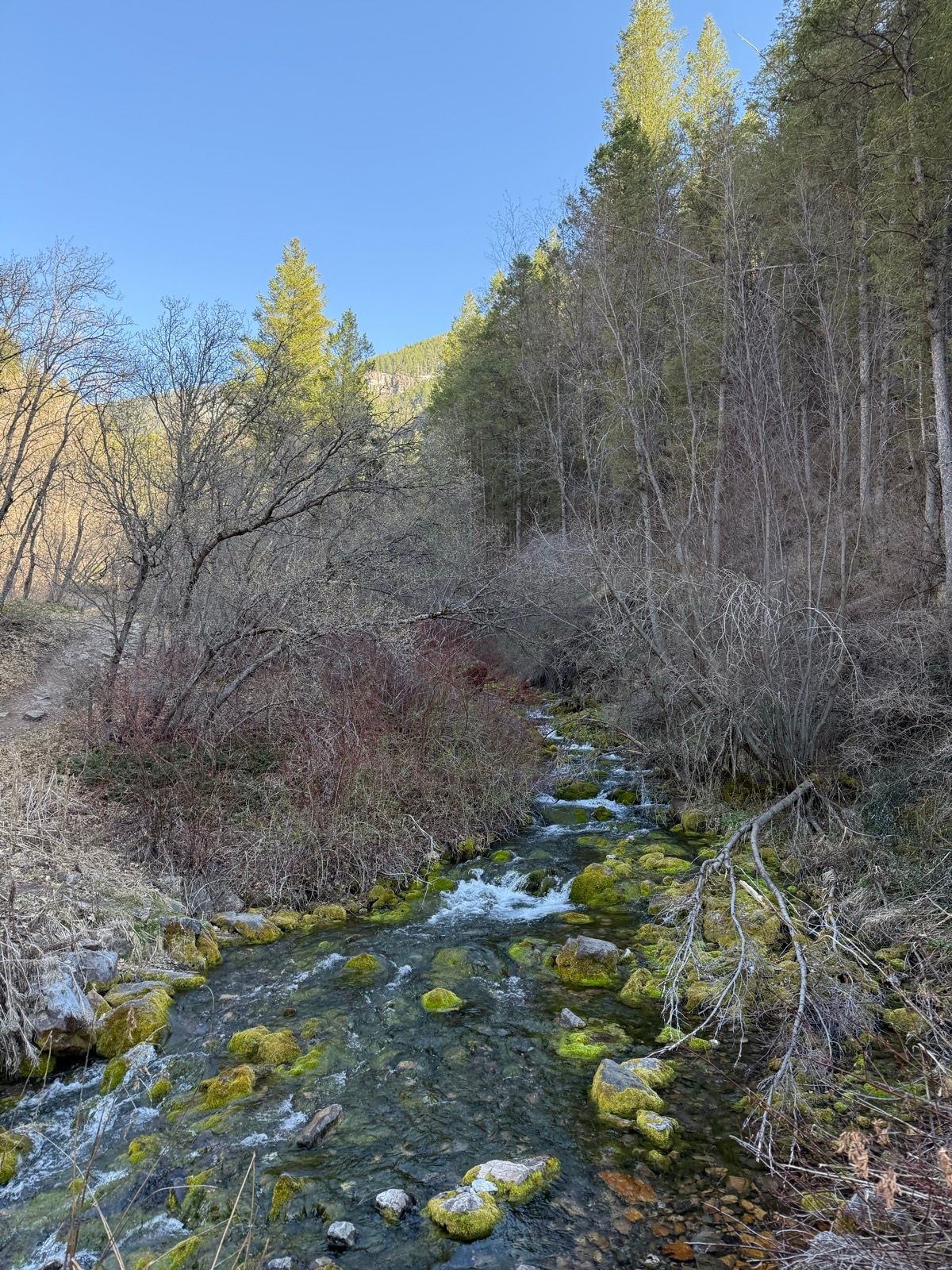 A clear stream flows through a rocky landscape in Paradise, Utah. The water is surrounded by moss-covered stones and sparse vegetation, with tall trees lining the banks and a blue sky above.