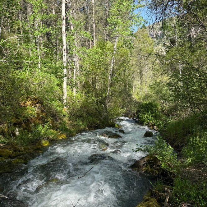 A flowing stream surrounded by lush green trees and foliage in Providence, Utah. The water is rapid and bubbling, with sunlight filtering through the leaves.