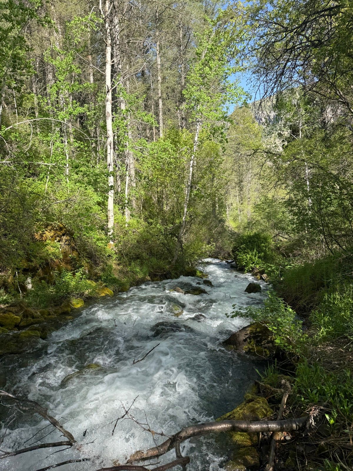 A flowing stream surrounded by lush green trees and foliage in Providence, Utah. The water is rapid and bubbling, with sunlight filtering through the leaves.