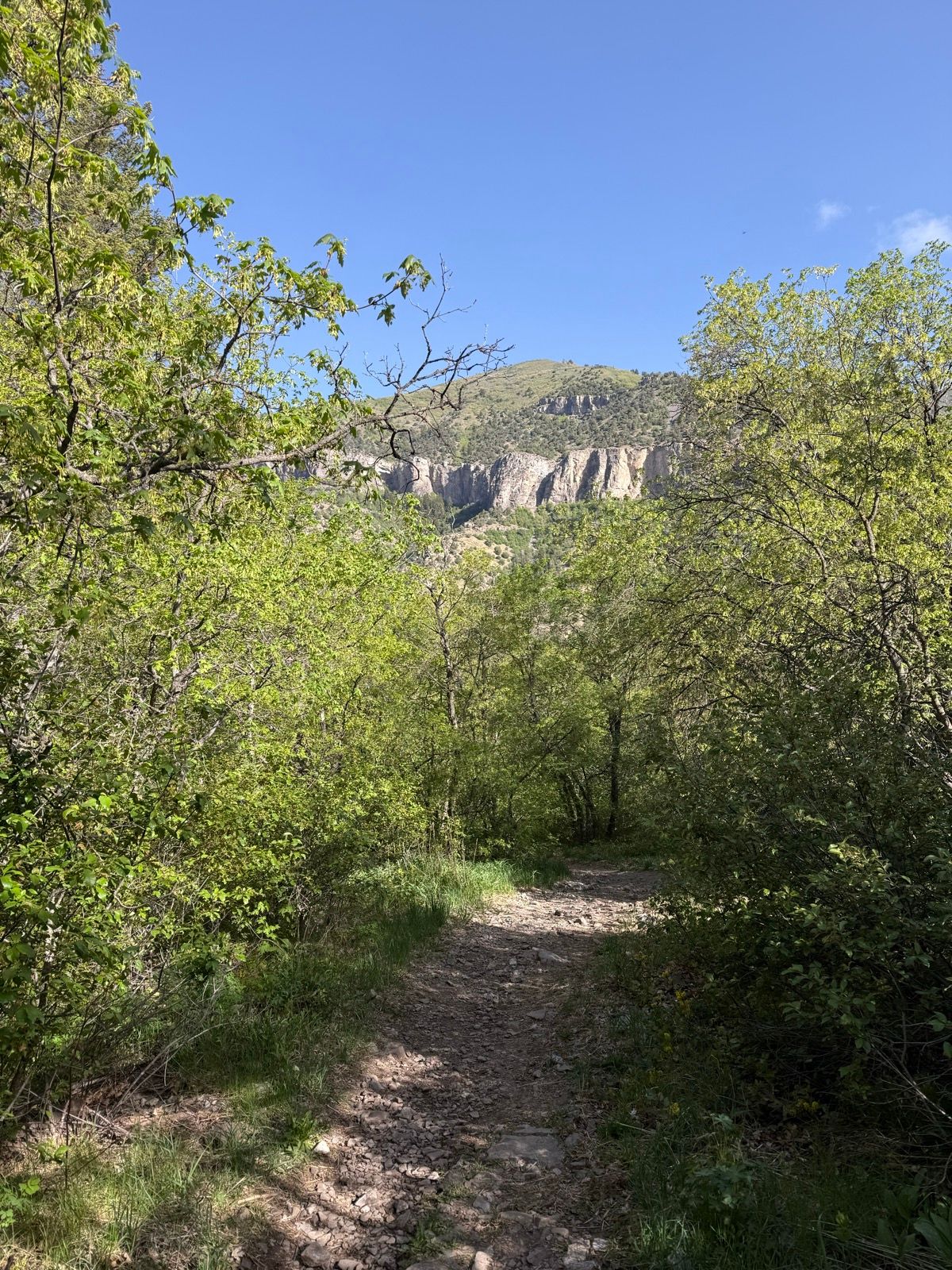 A tree-lined pathway leading through lush greenery, with distant rocky cliffs and a blue sky above. The scene captures the natural beauty of a trail in Providence, Utah.