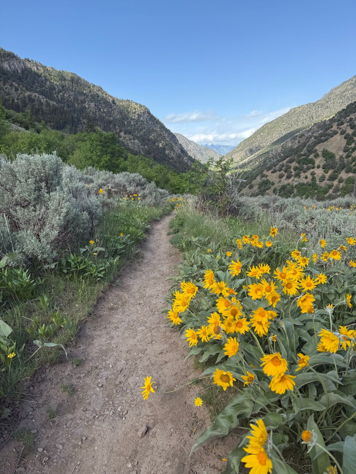 A dirt path winds through a lush green landscape in Providence, Utah, bordered by bright yellow wildflowers. Mountains rise in the background under a blue sky with a few clouds.