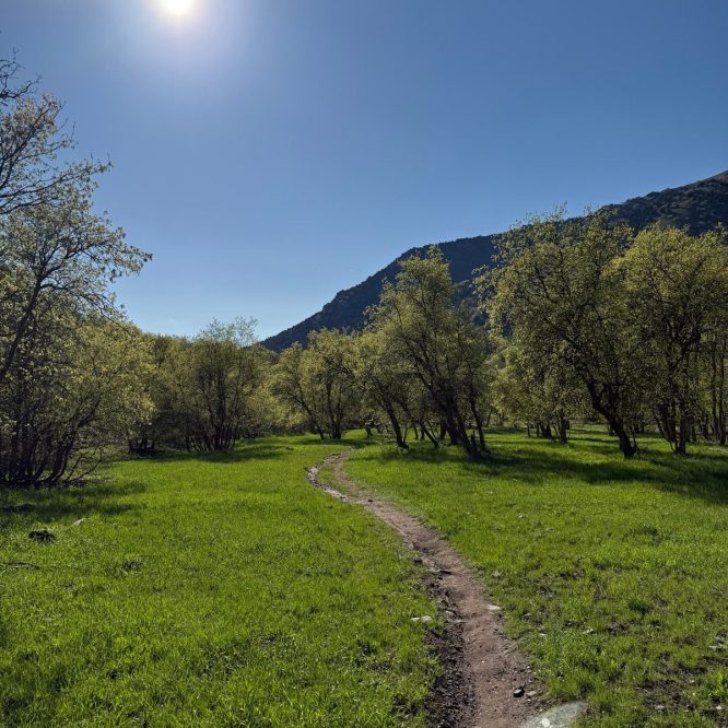A winding dirt path leads through lush green grass and trees under a clear blue sky at Providence Canyon, Utah. The sun shines brightly in the sky, illuminating the landscape.