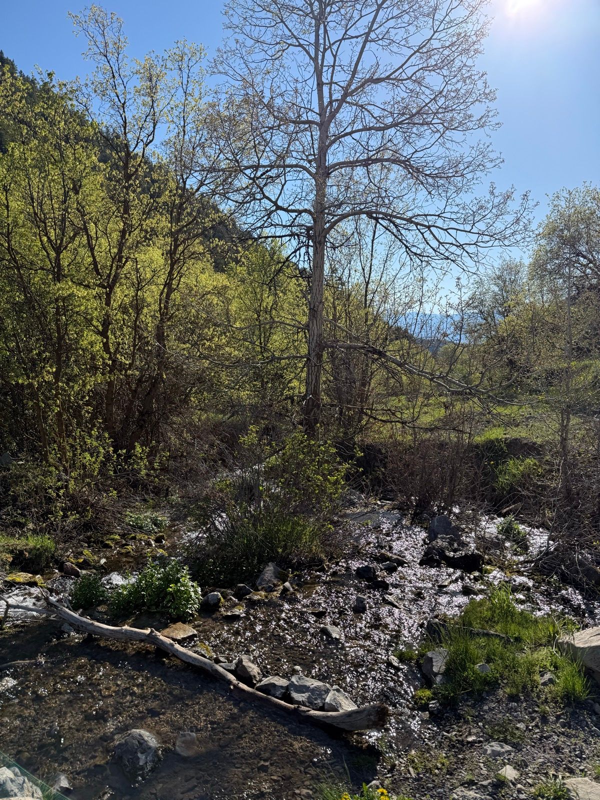 A sunny day at Providence Canyon, Utah, featuring a sparkling stream surrounded by lush greenery and trees. A large, leafless tree stands prominently, while smaller shrubs and rocks line the water's edge. The scene captures the serene beauty of the natural landscape.