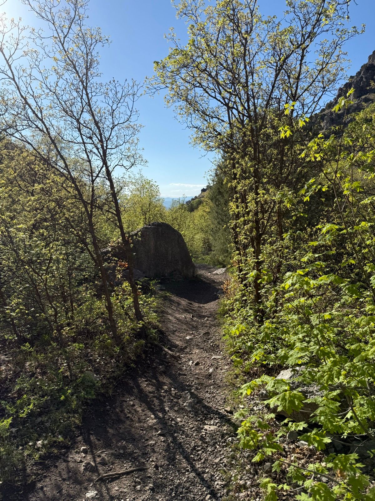 A dirt path winds through lush greenery and trees in Providence Canyon, Utah, with a clear blue sky in the background.