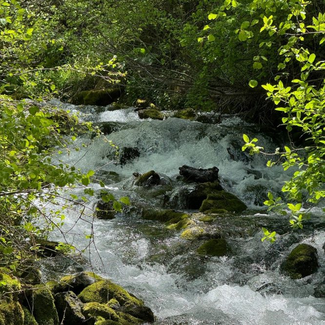 A flowing stream with clear water and rocky banks, surrounded by lush green foliage and moss-covered stones. The sunlight filters through the leaves, highlighting the vibrant greenery in Providence, Utah.