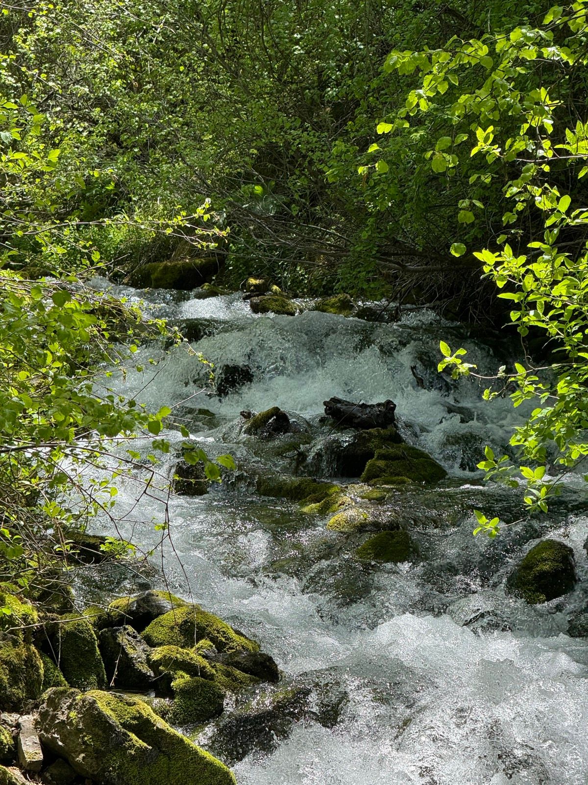 A flowing stream with clear water and rocky banks, surrounded by lush green foliage and moss-covered stones. The sunlight filters through the leaves, highlighting the vibrant greenery in Providence, Utah.