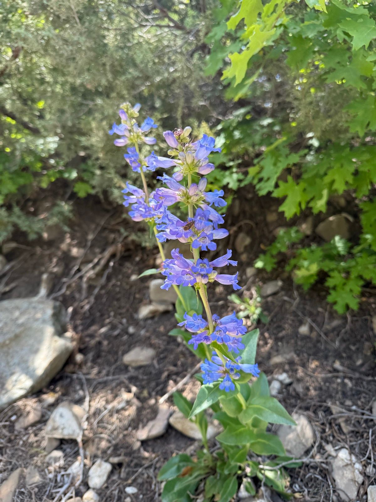 A tall stem with clusters of purple flowers grows among rocks and green foliage in Providence, Utah.