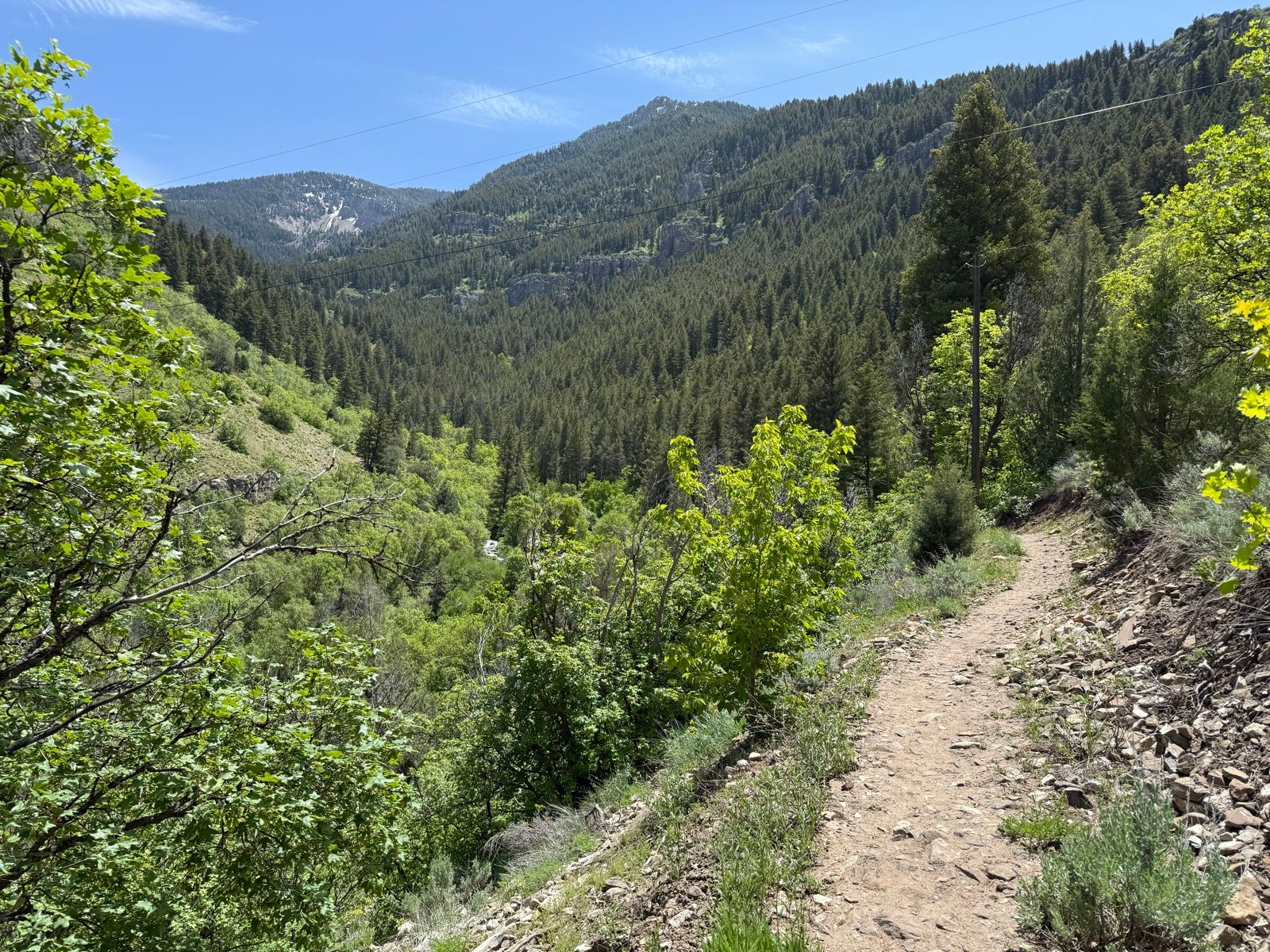 A dirt hiking trail winds through lush green vegetation and trees in a mountainous area. The scene shows rolling hills covered in dense forests under a clear blue sky.
