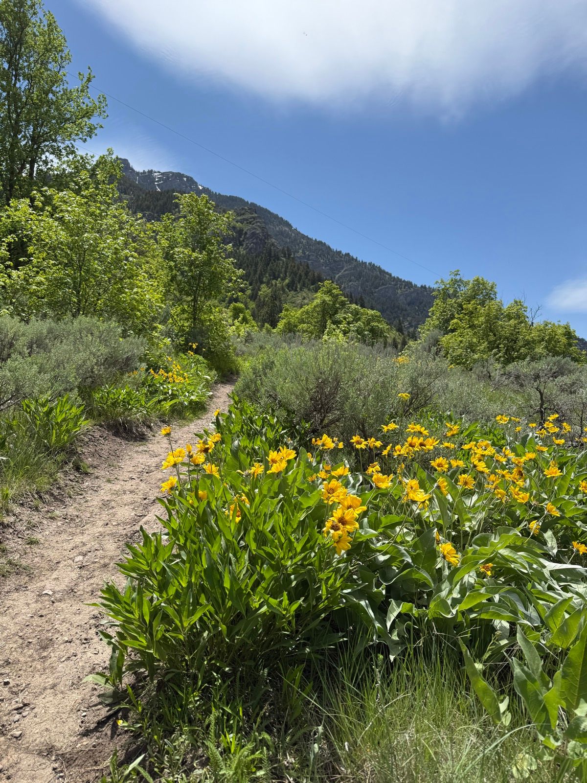 A dirt path winds through a vibrant landscape filled with yellow flowers and lush green vegetation, set against a backdrop of mountains and a clear blue sky.