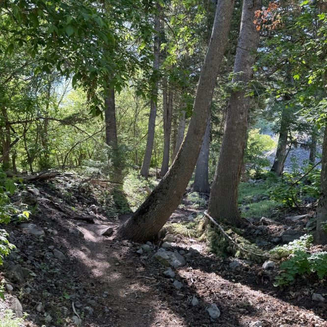 Pathway through a lush green forest at Providence Canyon, Utah, with leaning trees and rocks lining the trail. Sunlight filters through the leaves.