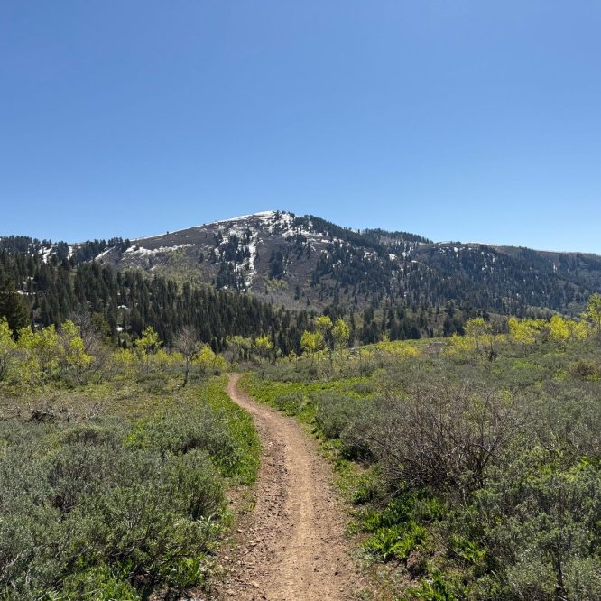 A dirt trail winds through green vegetation in Providence Canyon, Utah, leading towards a snow-capped mountain under a clear blue sky.