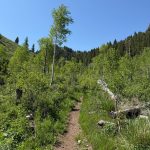 A dirt hiking trail winds through lush greenery in a forested area of Utah. Tall trees with bright green leaves line the path, leading toward a backdrop of hills and a clear blue sky.