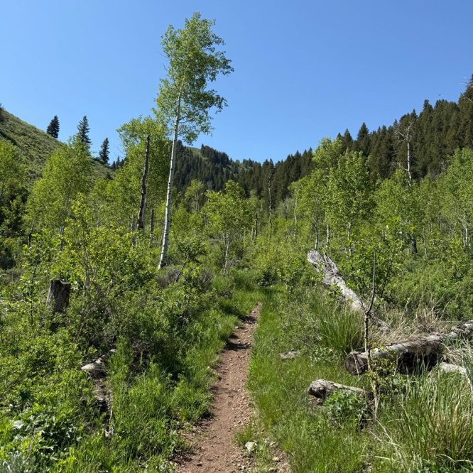 A dirt hiking trail winds through lush greenery in a forested area of Utah. Tall trees with bright green leaves line the path, leading toward a backdrop of hills and a clear blue sky.