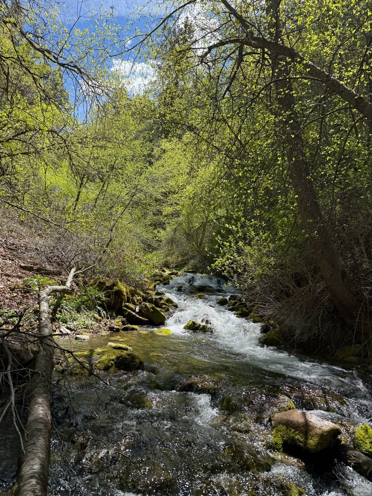 A clear stream flows over rocks and moss in a lush, green forest setting in Paradise, Utah. Bright green leaves and trees frame the scene under a partly cloudy blue sky.