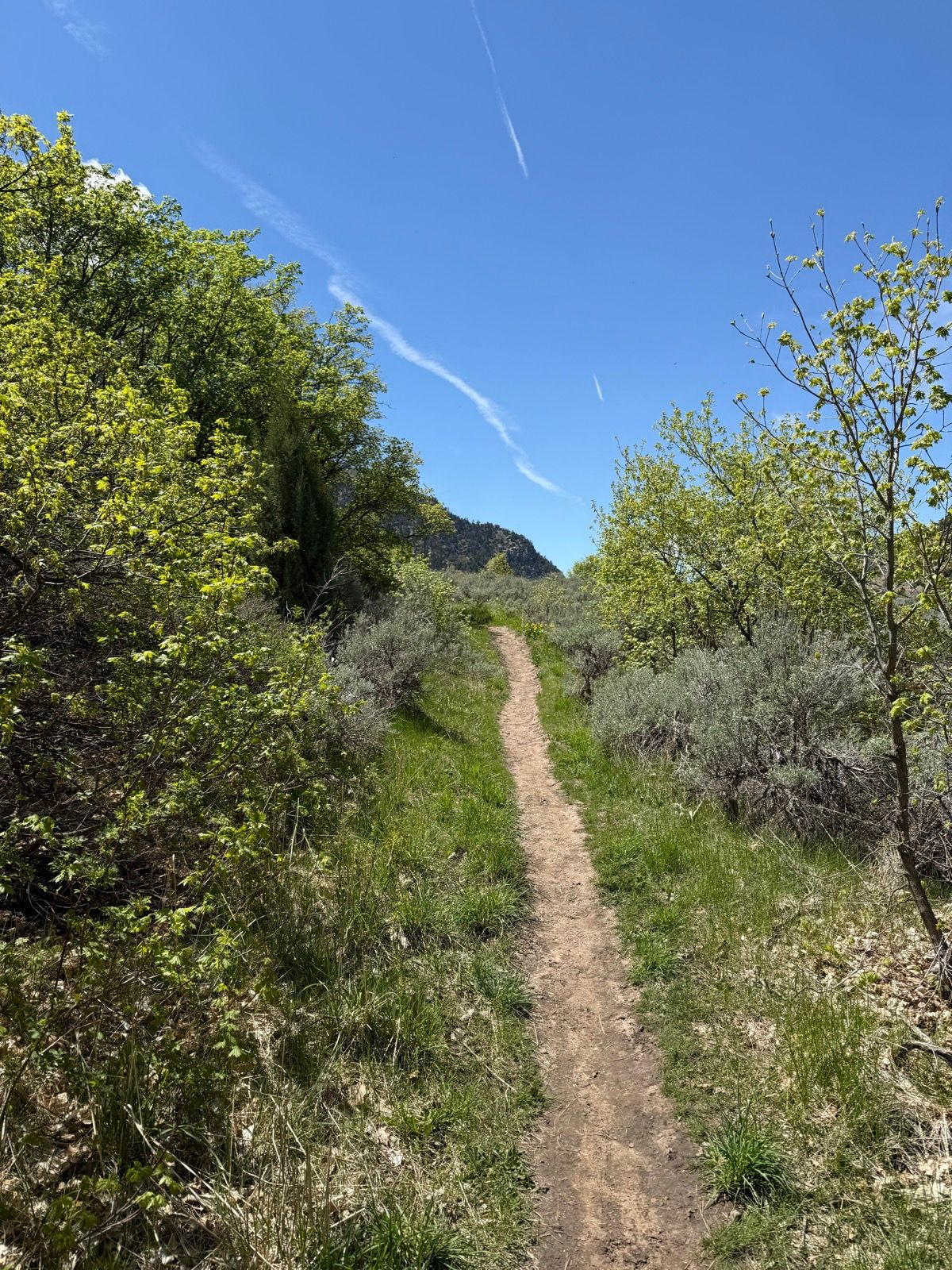 A dirt path winds through lush greenery under a clear blue sky in Paradise, Utah. The trail is flanked by trees and shrubs, leading towards a distant mountain.