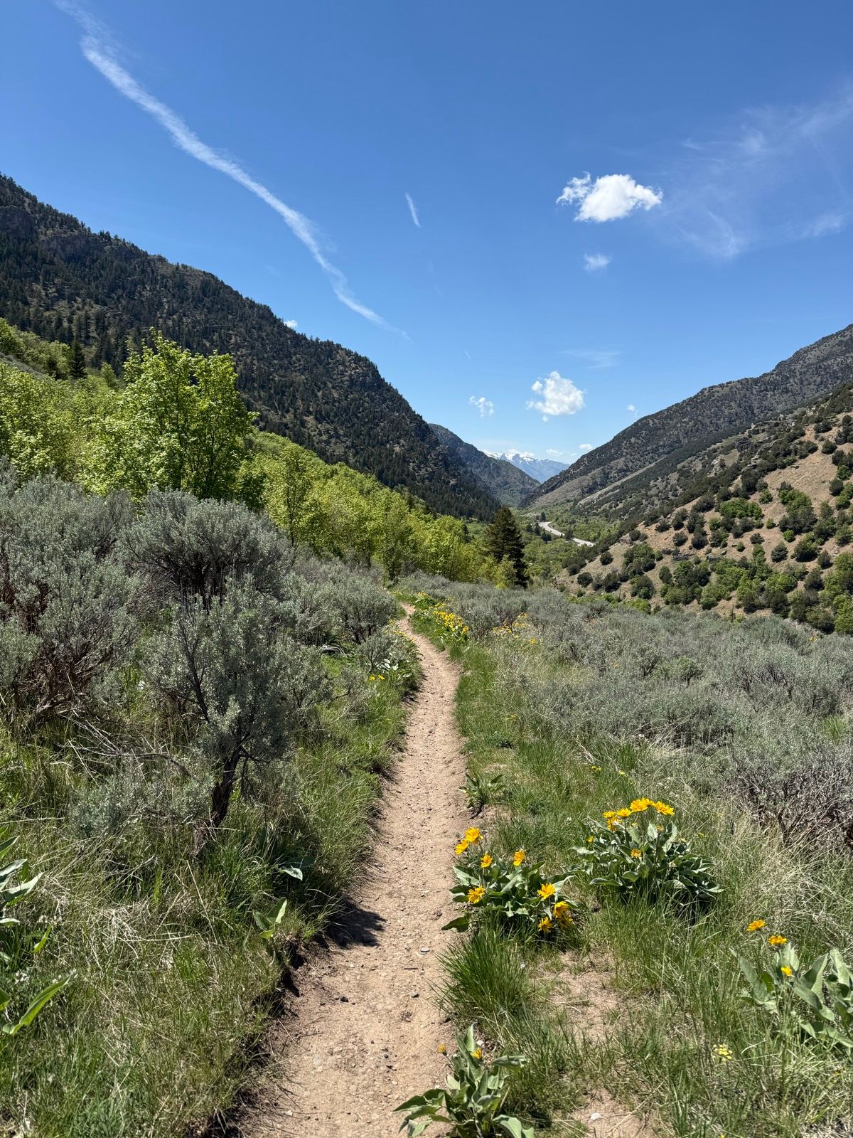 A winding dirt path leads through lush green vegetation and yellow wildflowers, surrounded by mountains under a clear blue sky in Paradise, Utah.