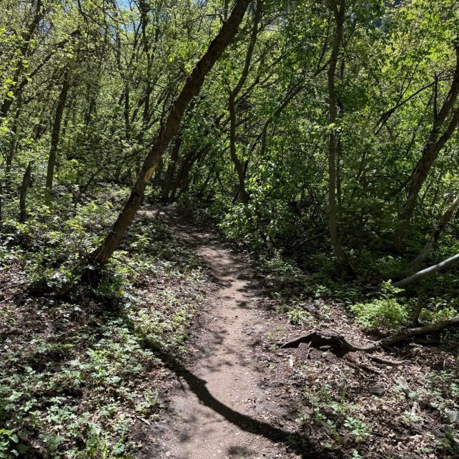 A sunlit dirt path winds through a lush green forest in Providence Canyon, Utah, surrounded by trees and underbrush.