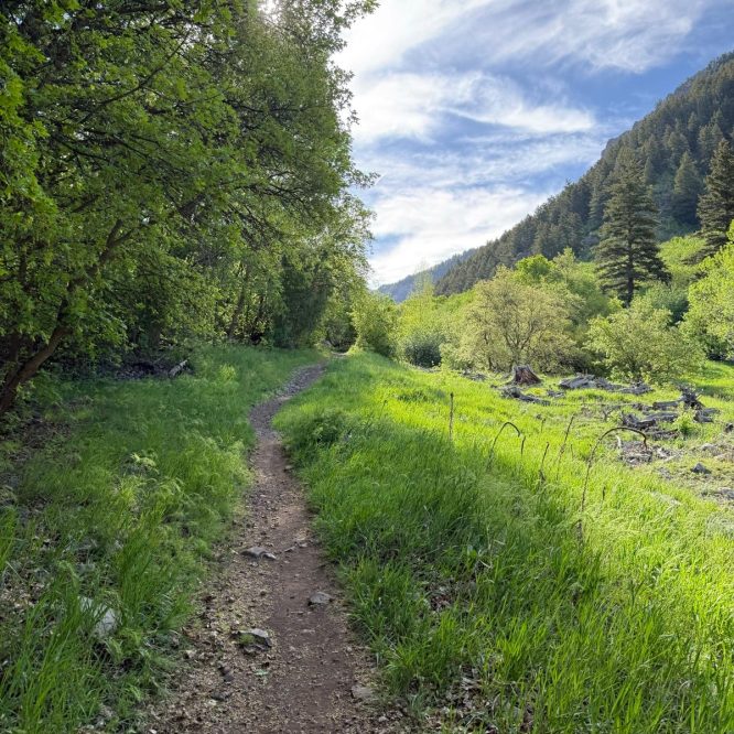 A dirt path winds through lush green grass and trees in Providence Canyon, Utah, with a clear blue sky above and distant mountains visible in the background.