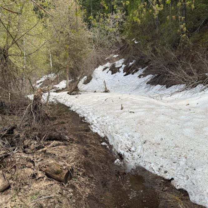 A snow-covered canyon trail alongside a small stream, bordered by trees and scattered branches, in Green Canyon, Utah.