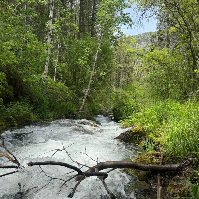 A flowing river surrounded by lush green trees and shrubs in Providence, Utah. The water is clear and turbulent, with fallen branches partially visible in the foreground.