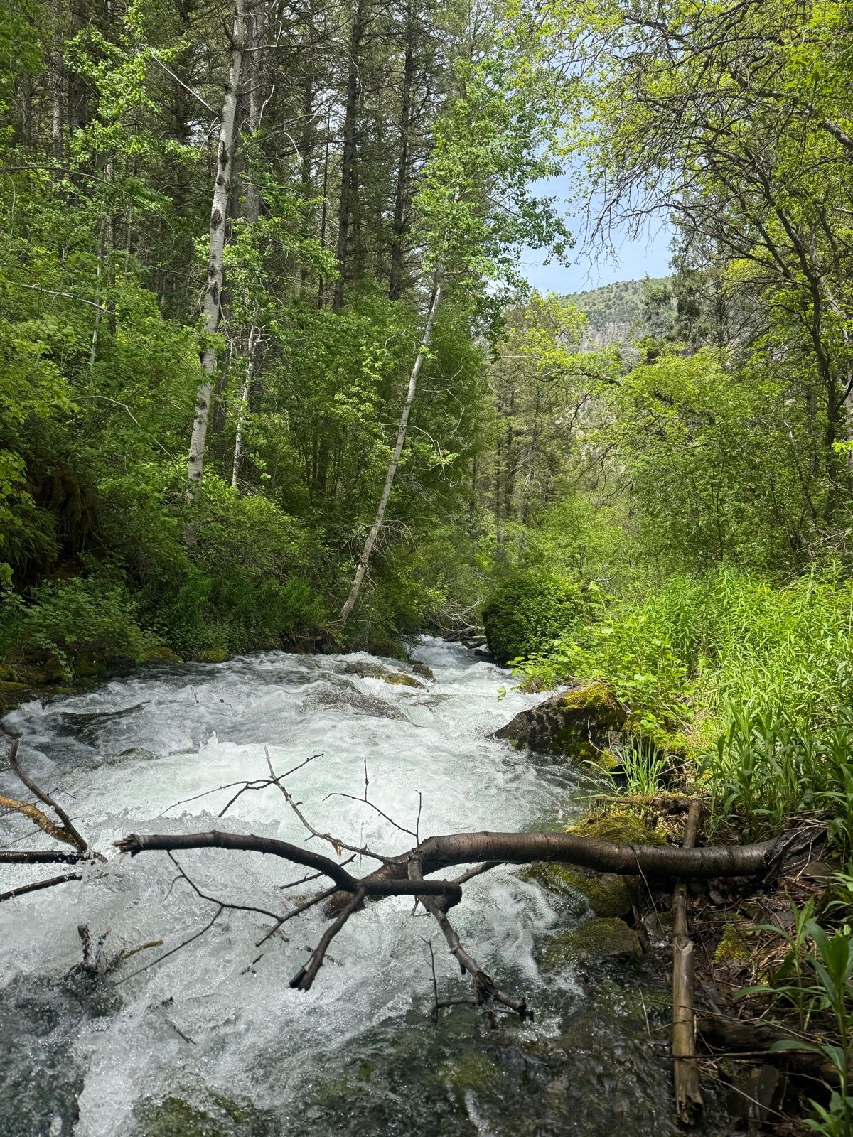 A flowing river surrounded by lush green trees and shrubs in Providence, Utah. The water is clear and turbulent, with fallen branches partially visible in the foreground.