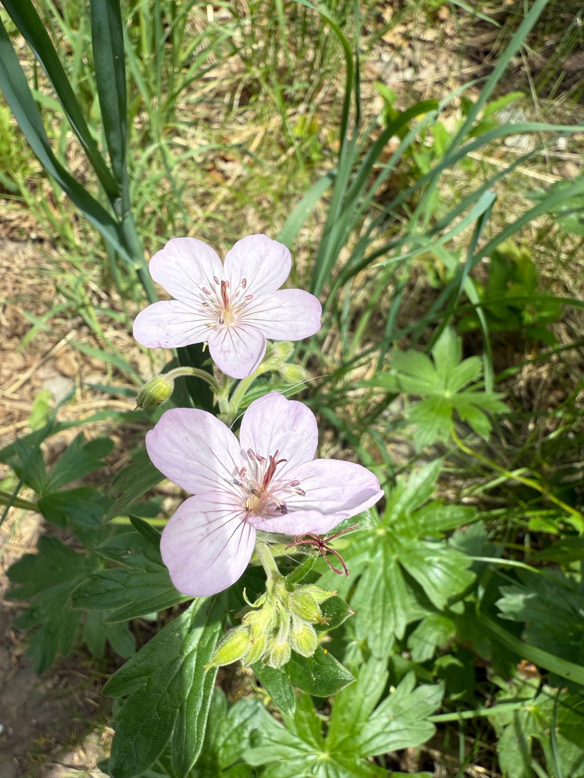 Two light pink wildflowers with delicate petals are blooming among green foliage in a natural setting. The background features tall grass and plants in Providence, Utah.