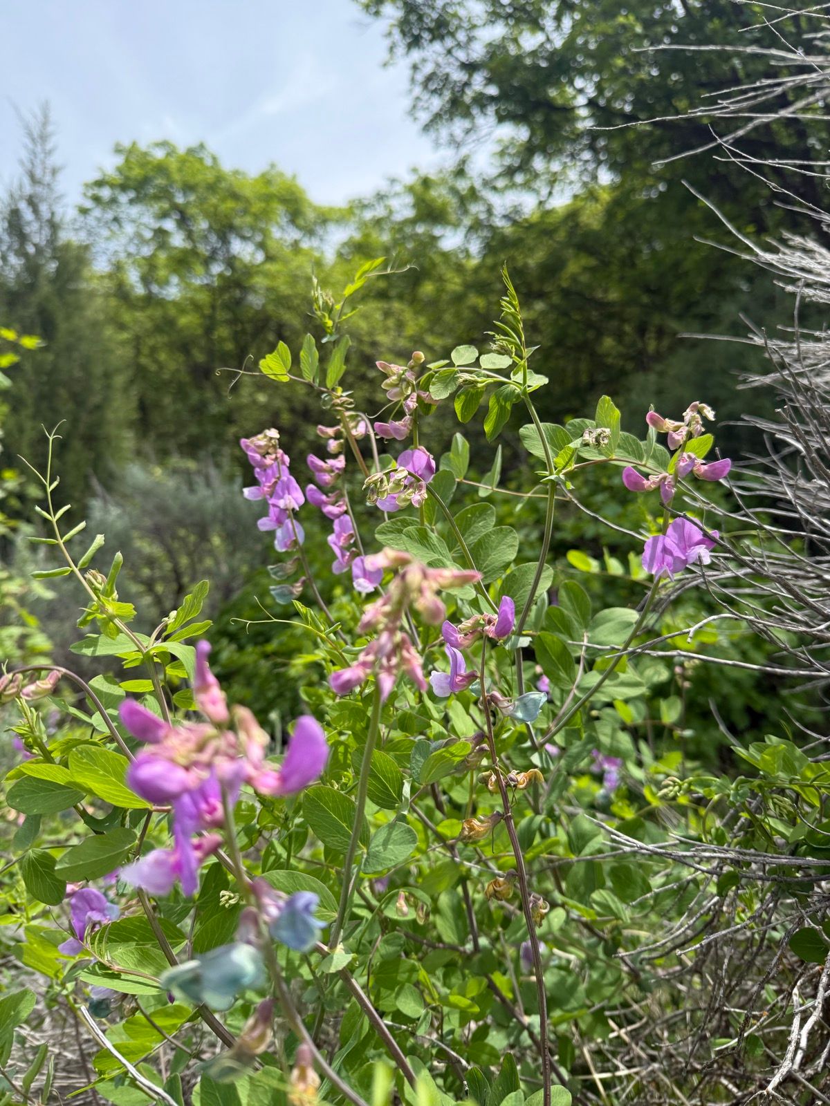 A close-up view of purple flowers among green foliage, set against a backdrop of trees and a blue sky in Providence, Utah.